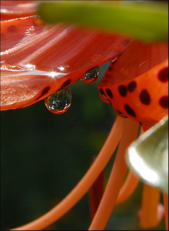 photo "***" tags: macro and close-up, 