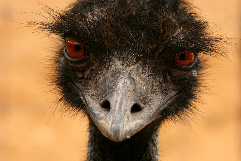 photo "What are you lookin' at?" tags: nature, travel, Australia, wild animals