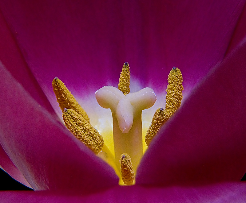 фото "Утро в тюльпане." метки: природа, макро и крупный план, цветы