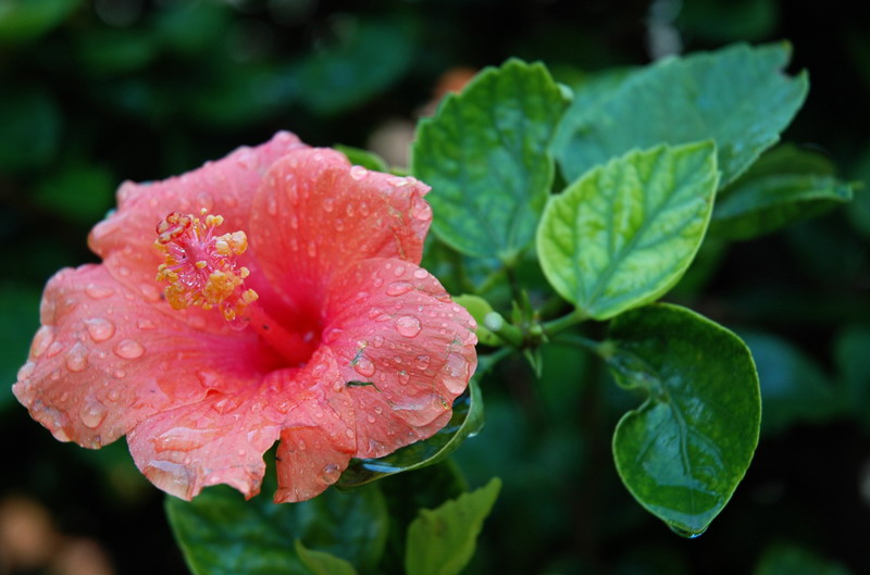 photo "After the rain" tags: nature, flowers