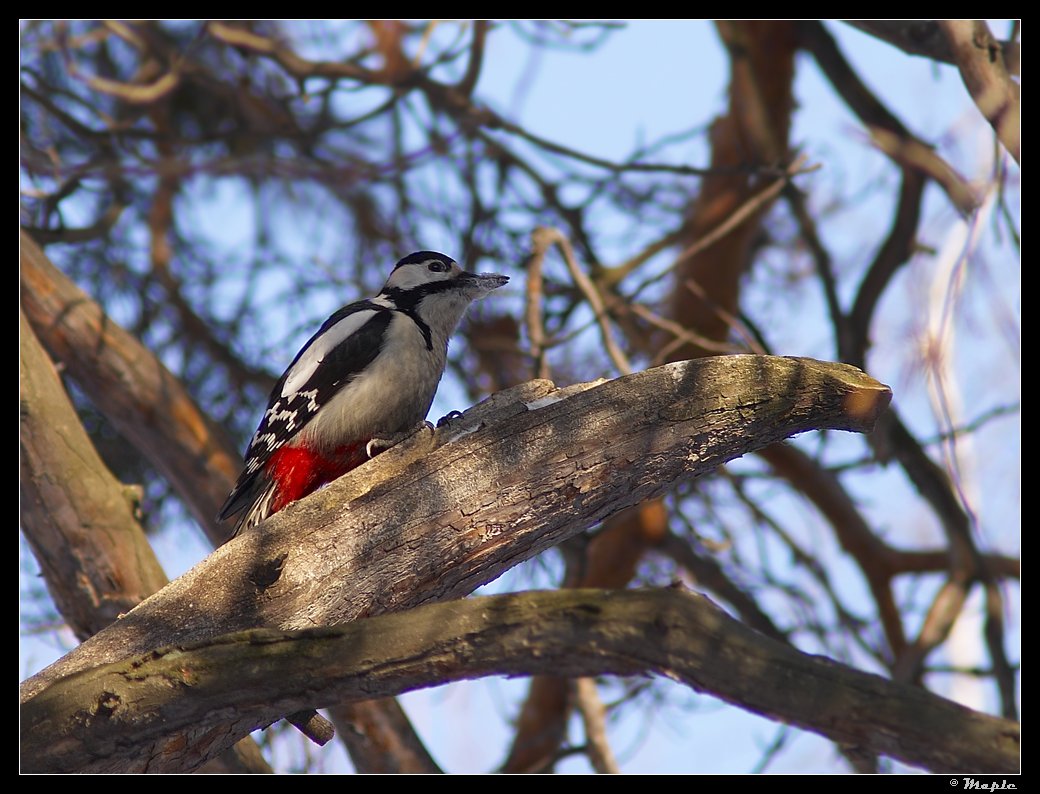 photo "***" tags: nature, wild animals