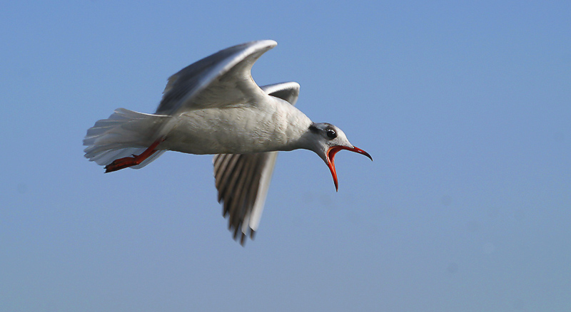 photo "Shout" tags: nature, wild animals