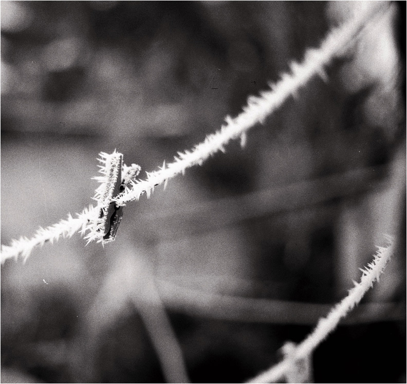 photo ".the .cliped .winter." tags: still life, black&white, 