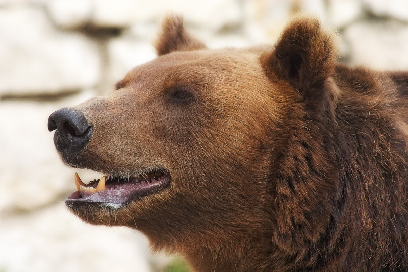photo "***" tags: nature, wild animals