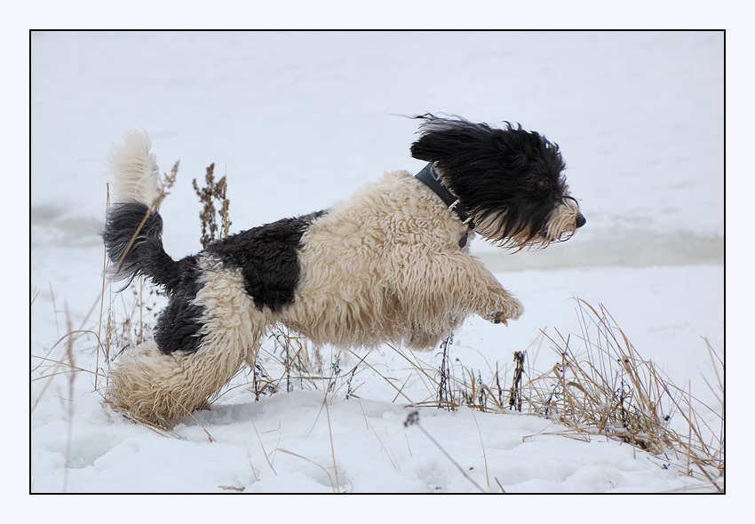 фото "***" метки: природа, домашние животные