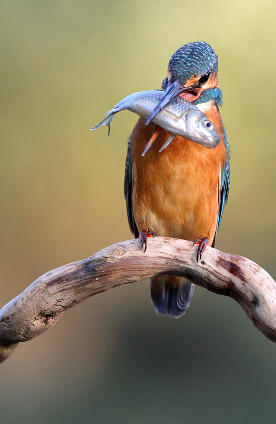 photo "***" tags: nature, wild animals