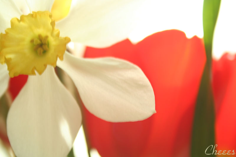 photo "***" tags: nature, flowers