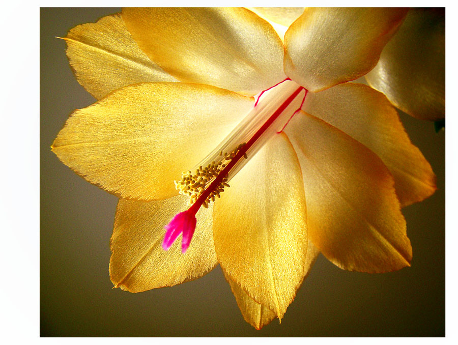 photo "***" tags: macro and close-up, nature, flowers