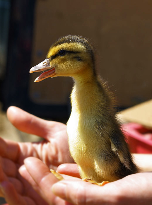 photo "***" tags: nature, portrait, children, pets/farm animals