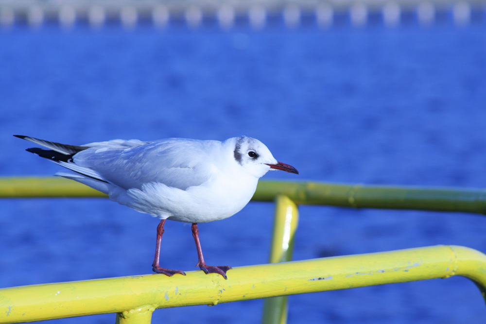 photo "Galab" tags: nature, wild animals
