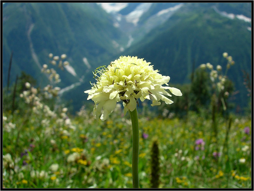 photo "The Flower. Alpine meadows Semenov-Bashi" tags: nature, landscape, flowers