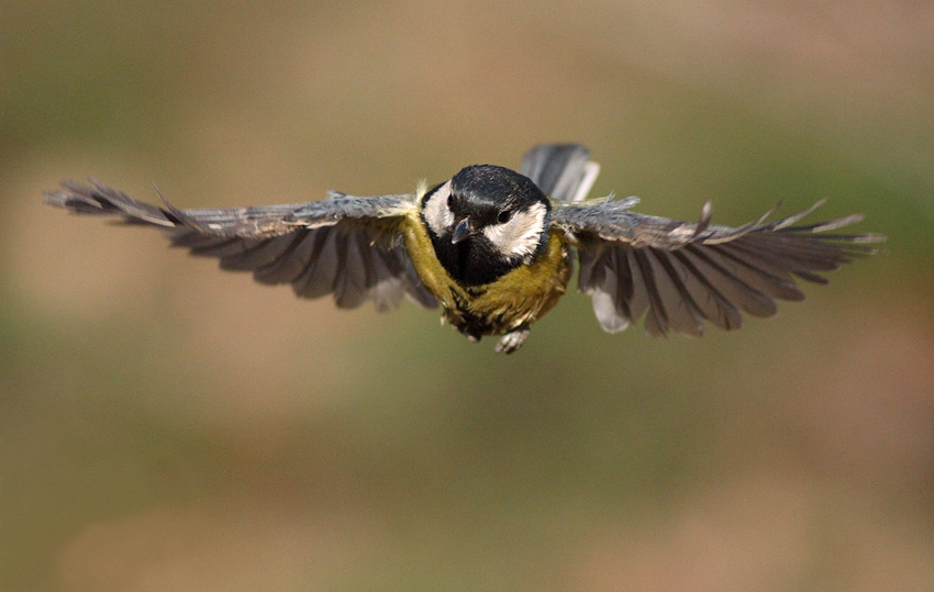 фото "Parus flight" метки: природа, дикие животные