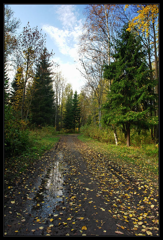 фото "Осень навсегда" метки: пейзаж, лес, осень