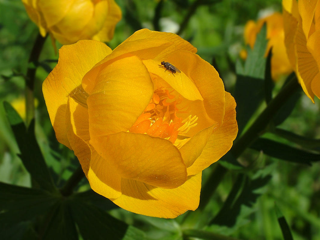 photo "Globe flower" tags: nature, flowers