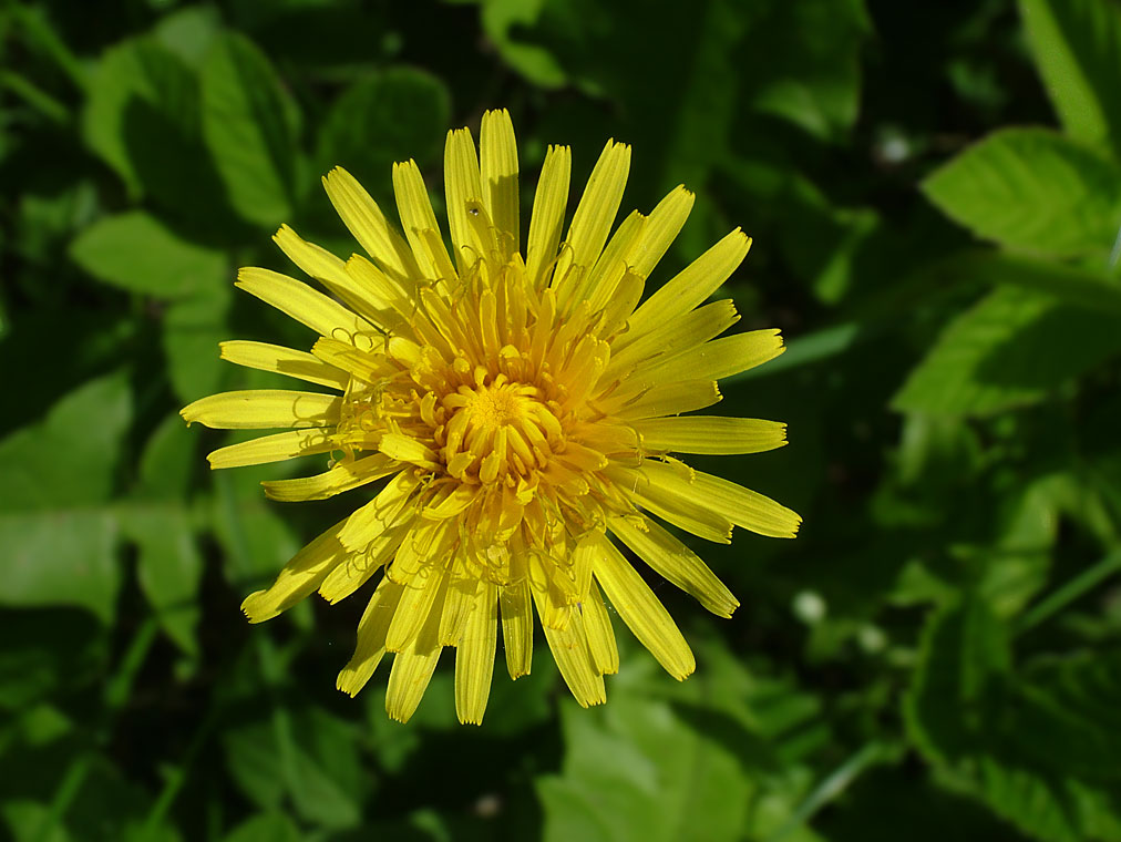 фото "Желтая вспышка" метки: природа, цветы