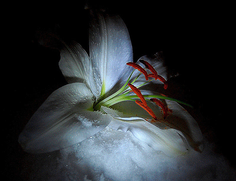 фото "Упавшая на снег" метки: природа, цветы