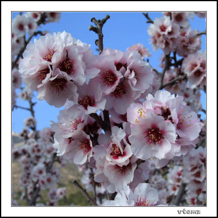 фото "Almond tree" метки: природа, цветы