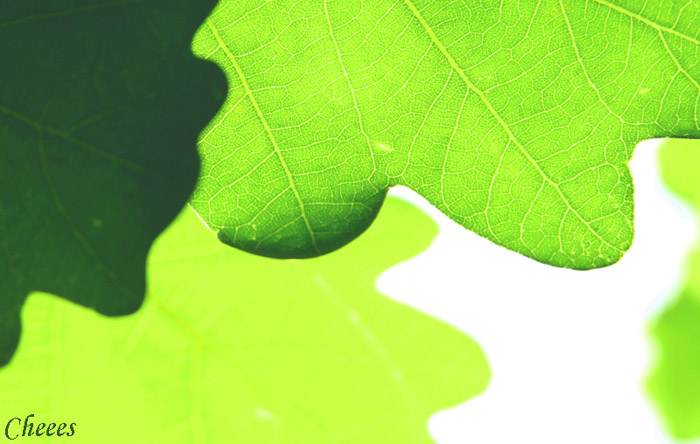 photo "***" tags: nature, fragment, 
