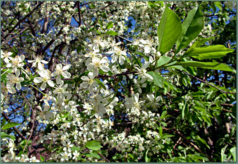 photo "За полчас до весны." tags: nature, flowers