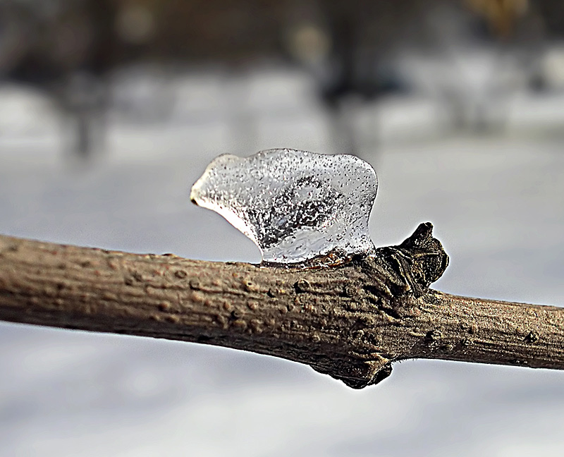 photo "***" tags: landscape, macro and close-up, winter