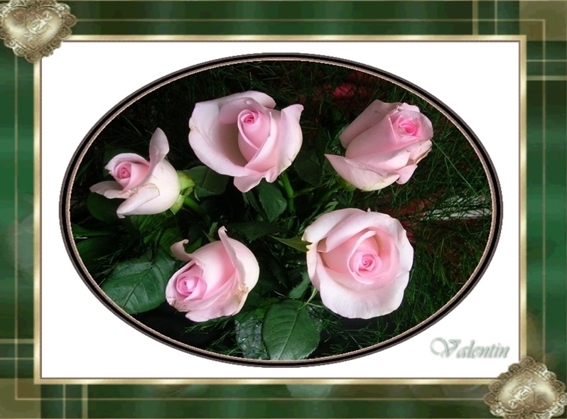 фото "Roses" метки: природа, цветы