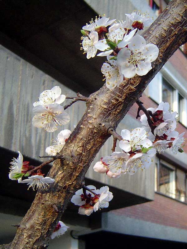 photo "Spring in Town" tags: nature, flowers