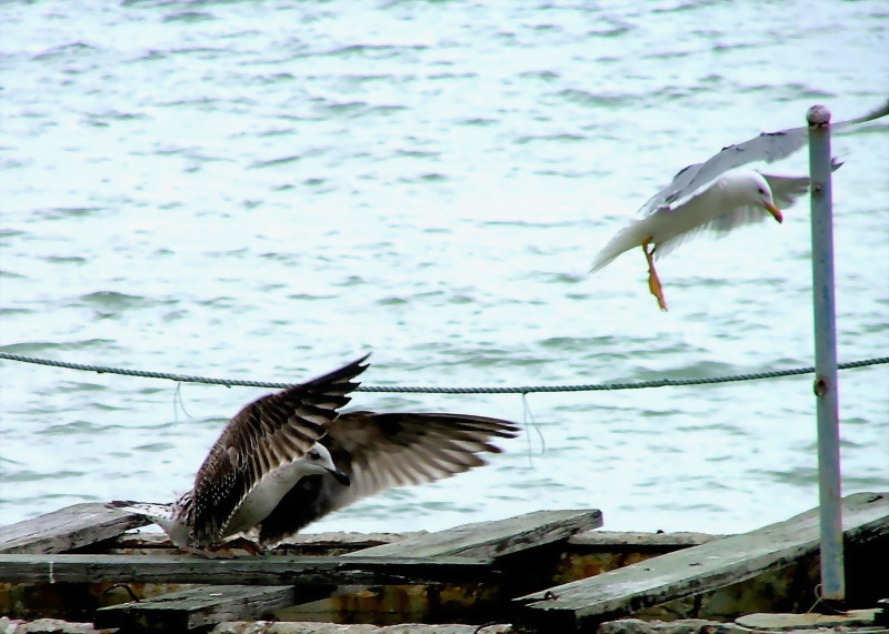 photo "Teaching to land" tags: nature, landscape, water, wild animals