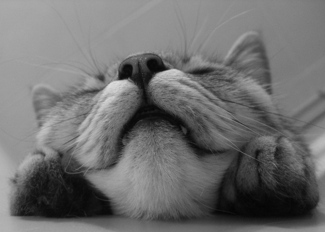 photo "Everybody smiling when asleep. Smile ..." tags: , 