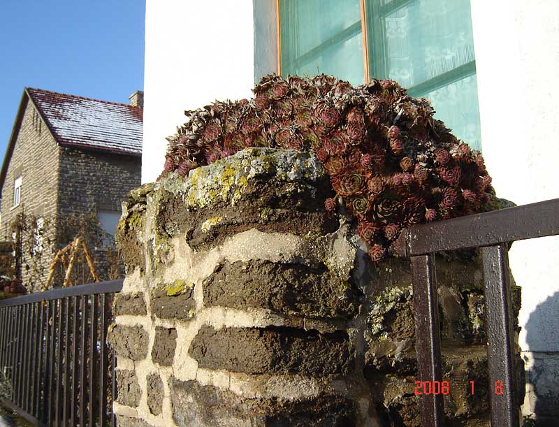 photo "roses on stone" tags: travel, landscape, Europe, winter