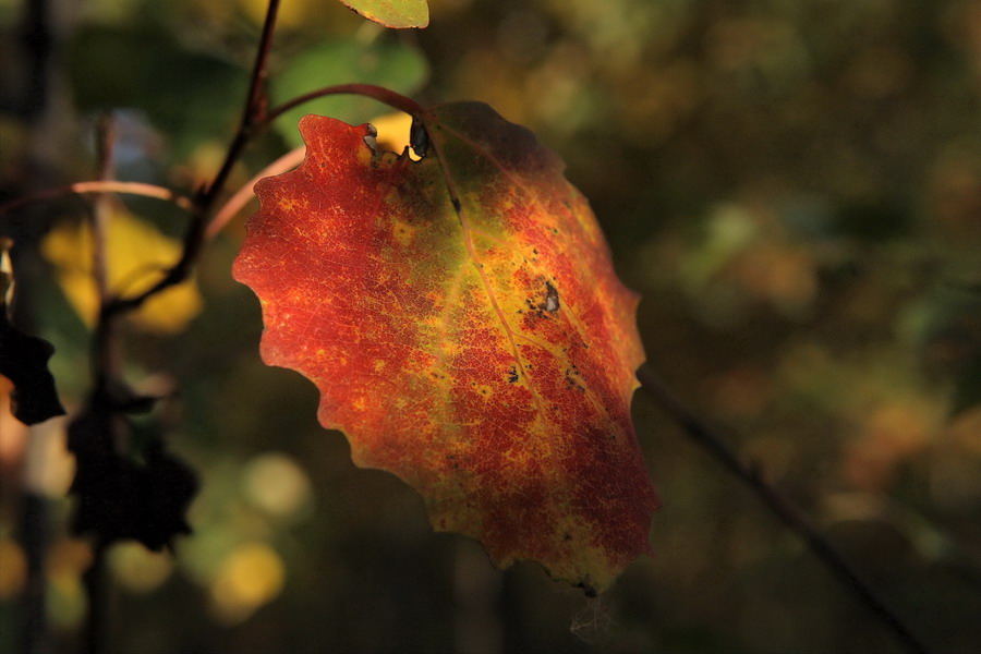 photo "Polett" tags: landscape, autumn, sunset
