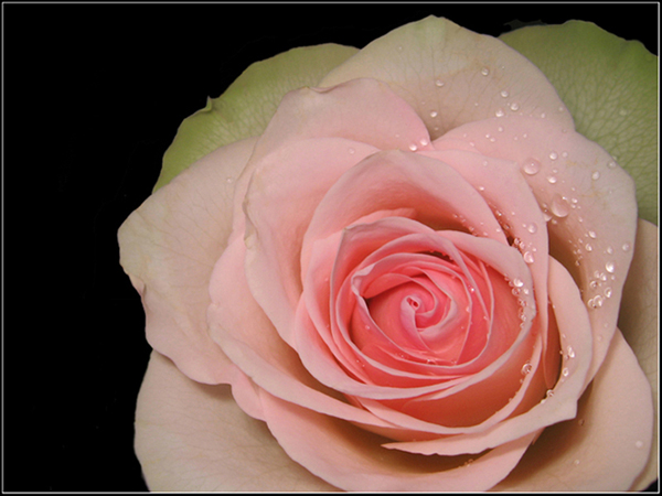 фото "Pink Rose" метки: природа, цветы