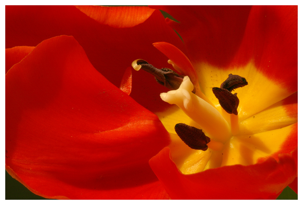 photo "Tulip" tags: nature, flowers