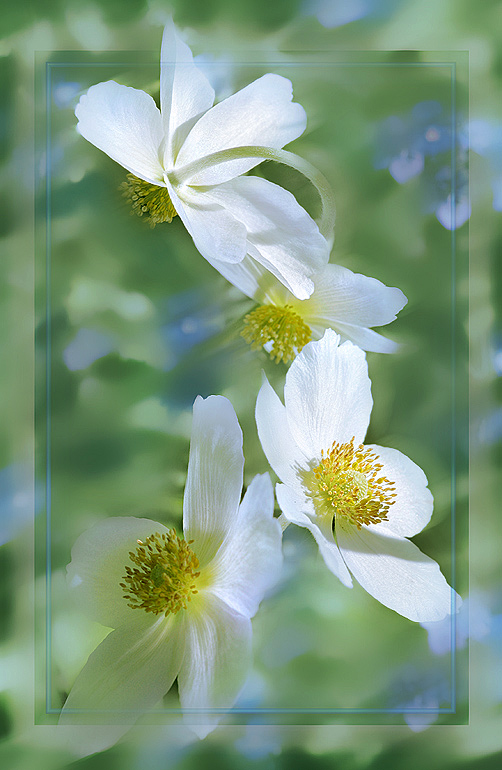 photo "***" tags: nature, flowers
