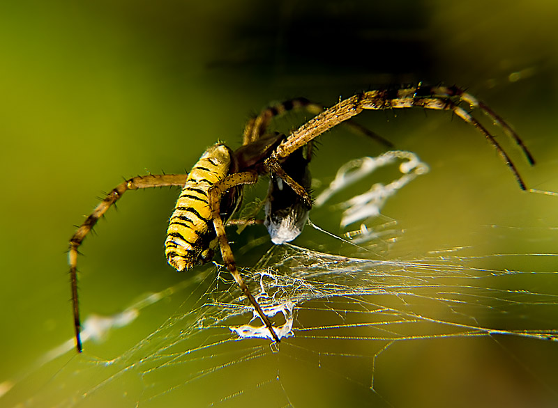 photo "***" tags: nature, macro and close-up, insect