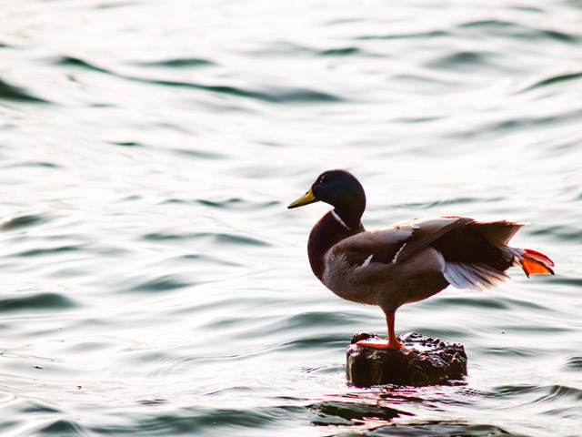 photo "Morning exercise" tags: nature, travel, Europe, pets/farm animals