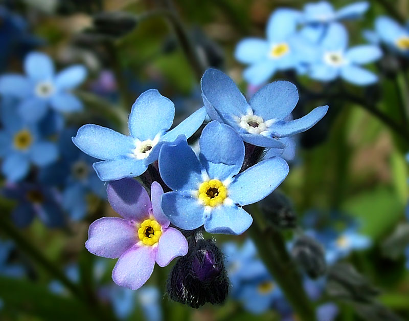 photo "***" tags: nature, flowers