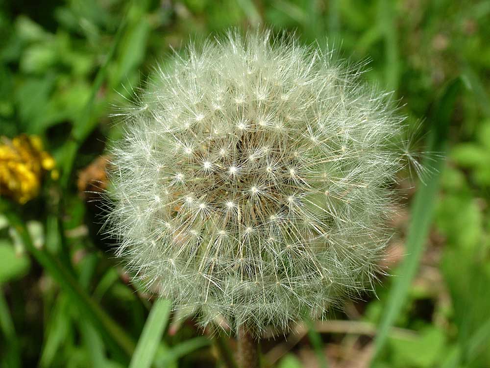 фото "Не дышите - Одуванчик" метки: природа, цветы