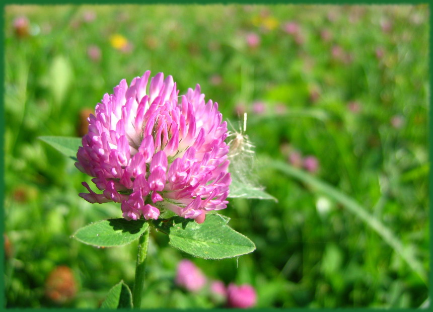 photo "***" tags: macro and close-up, 