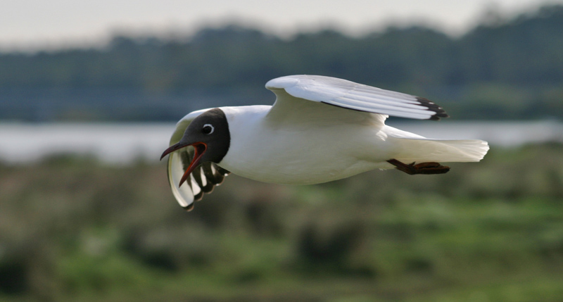 photo "Dark Head" tags: nature, wild animals