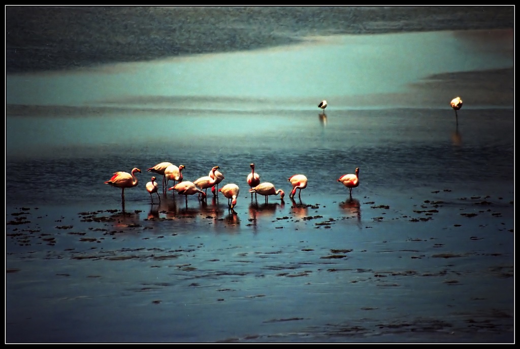 photo "Flamingo's" tags: nature, landscape, water, wild animals