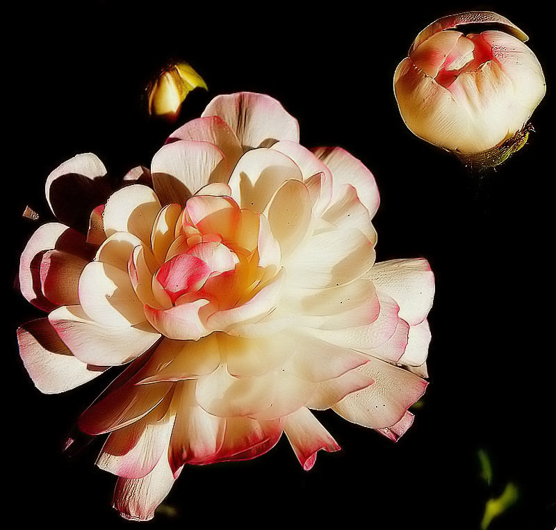 photo "Light, Shadows and Color" tags: nature, flowers