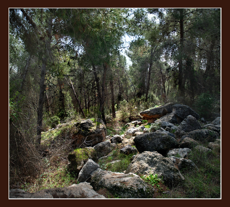 photo "***" tags: landscape, forest, spring