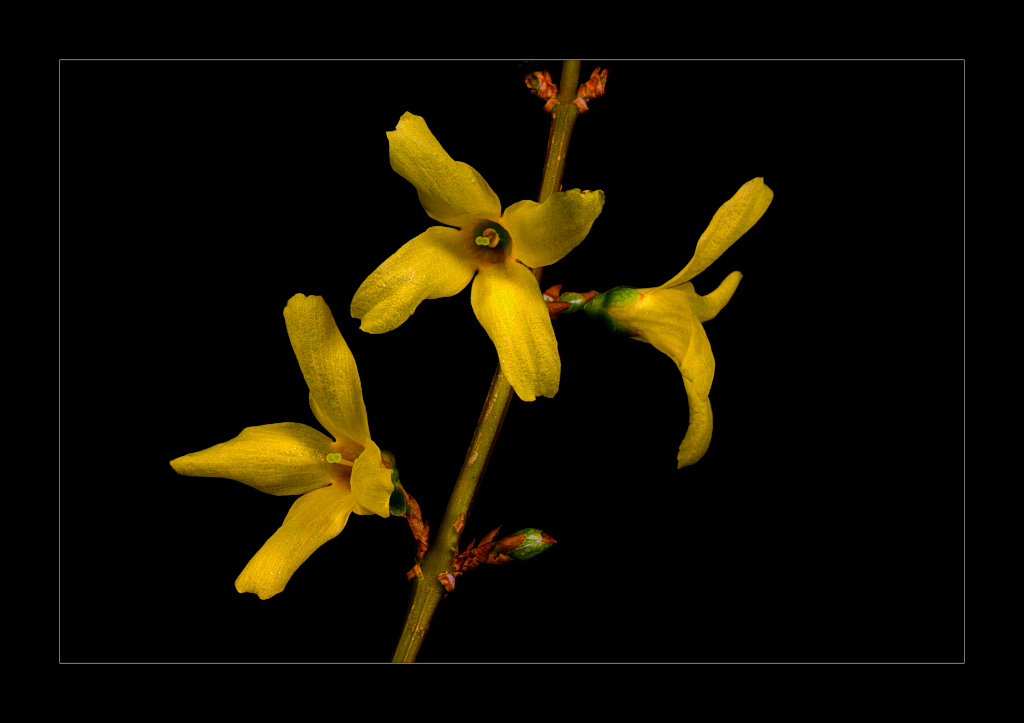 photo "Forsitia" tags: nature, flowers