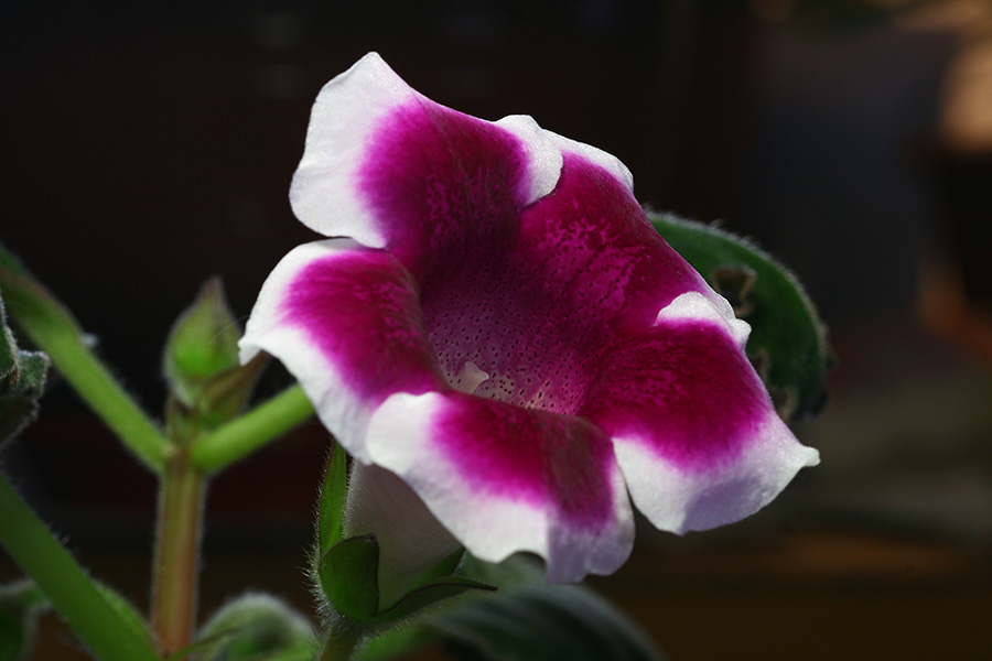 фото "Gloxinia" метки: макро и крупный план, природа, цветы