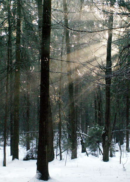 photo "***" tags: landscape, forest, spring