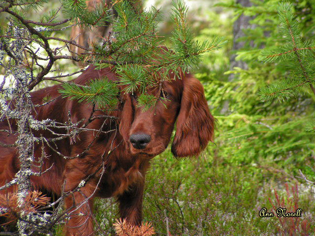 photo "Hiding" tags: nature, pets/farm animals