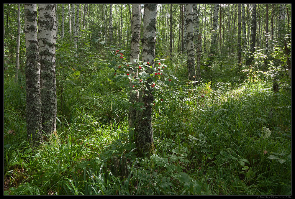 photo "Birch Forest / 0178_0003" tags: landscape, forest, summer