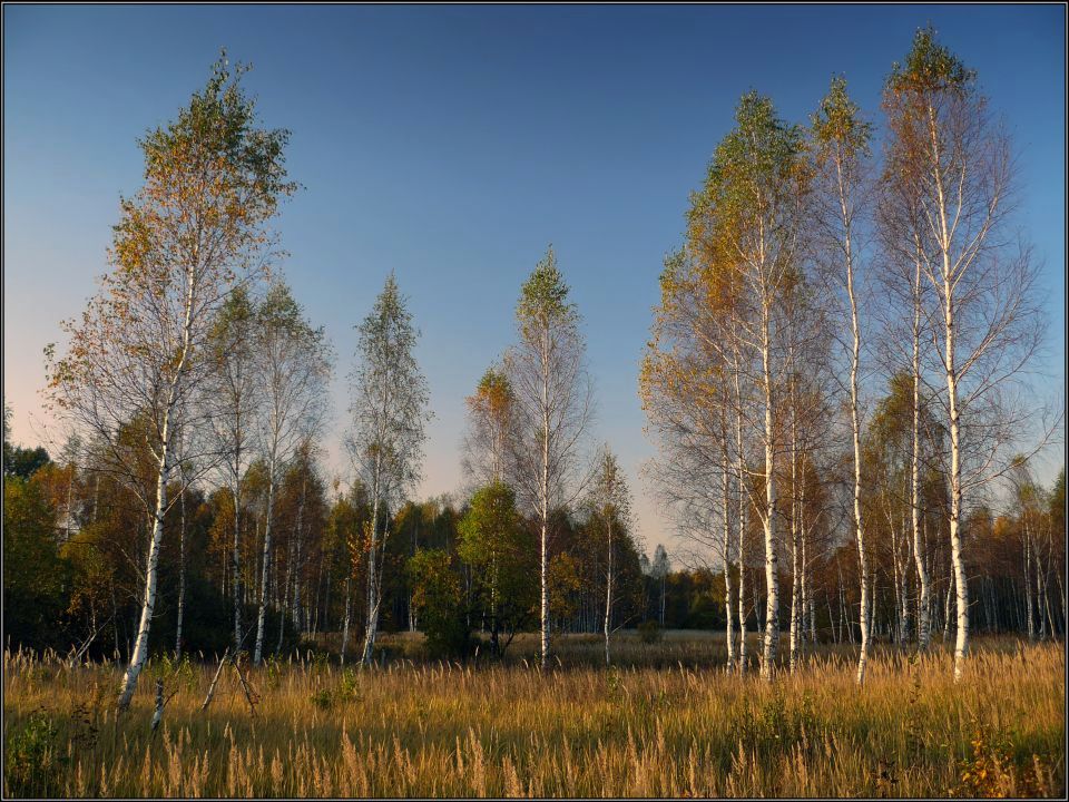 photo "Autumn birches" tags: landscape, autumn