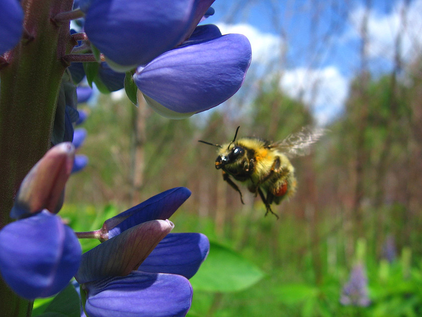 photo "***" tags: nature, insect