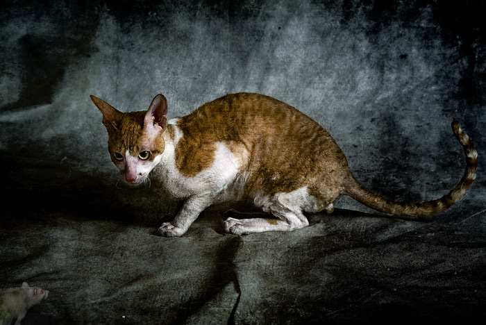 photo "cat&rat" tags: nature, pets/farm animals
